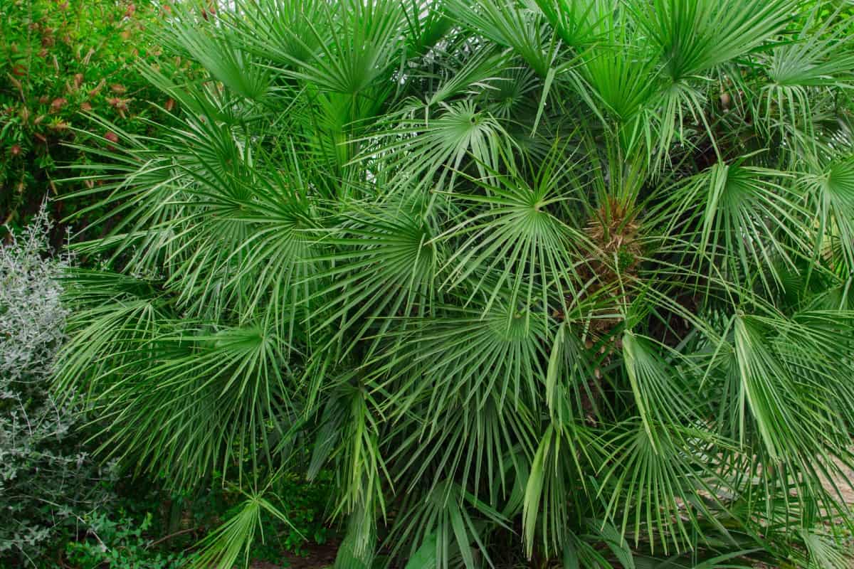 Dwarf palmettos are tough and easy to care for.
