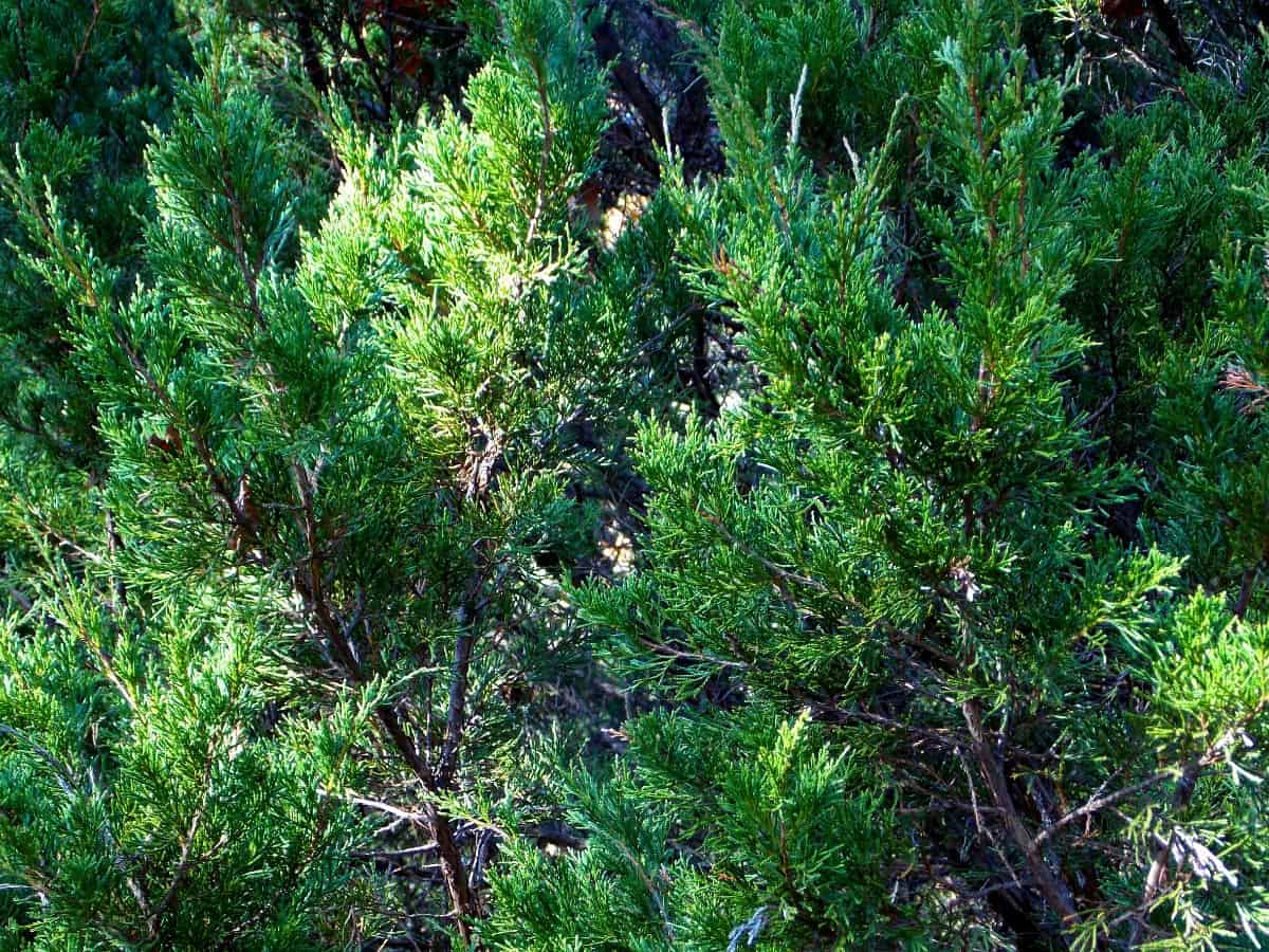 The eastern red cedar is not actually a tree but is a juniper shrub.