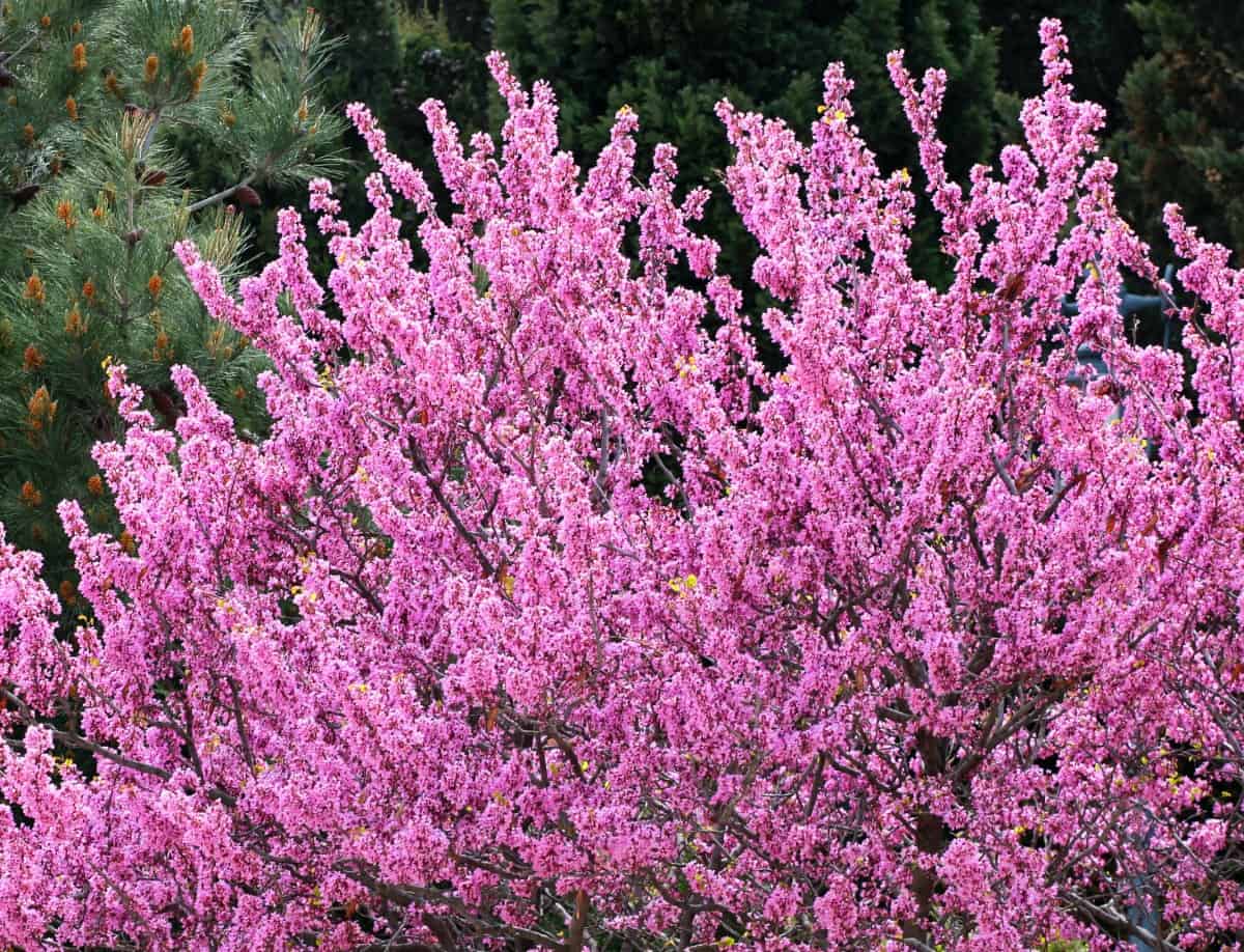 Eastern redbud trees are easy to grow.