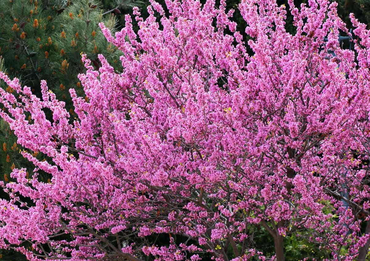 The Eastern redbud is one of the earliest blooming trees.