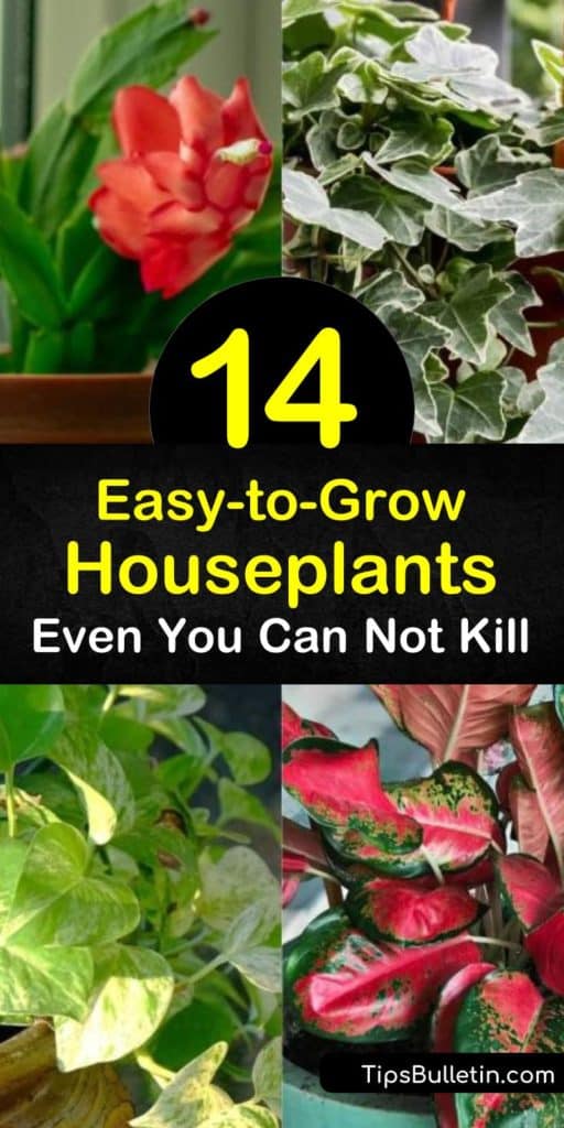 Discover how to grow indoor plants even if you have a brown thumb. Choose a low maintenance spider plant, jade plant, snake plant, Chinese evergreen, pothos, or philodendron and place them in the perfect spot in your home. #easy #growing #houseplants #plants