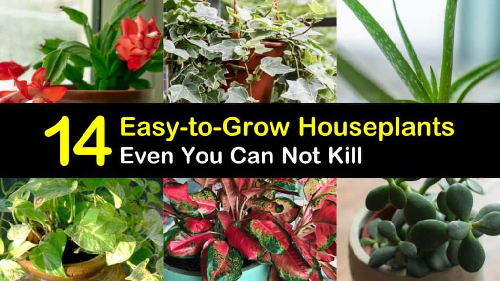 Easy to Grow Houseplants titleimg1