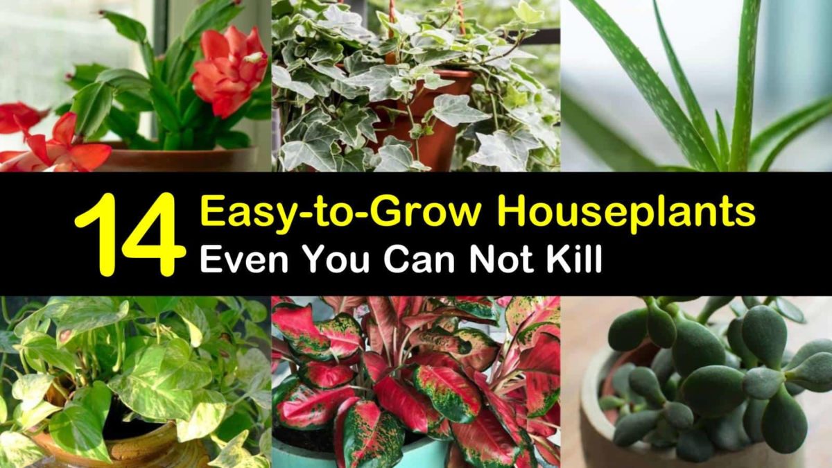 14 EasytoGrow Houseplants Even You Can Not Kill