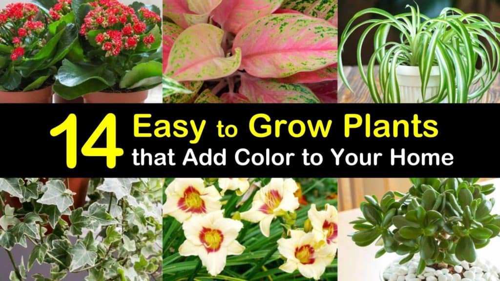 Easy to Grow Plants titleimg1