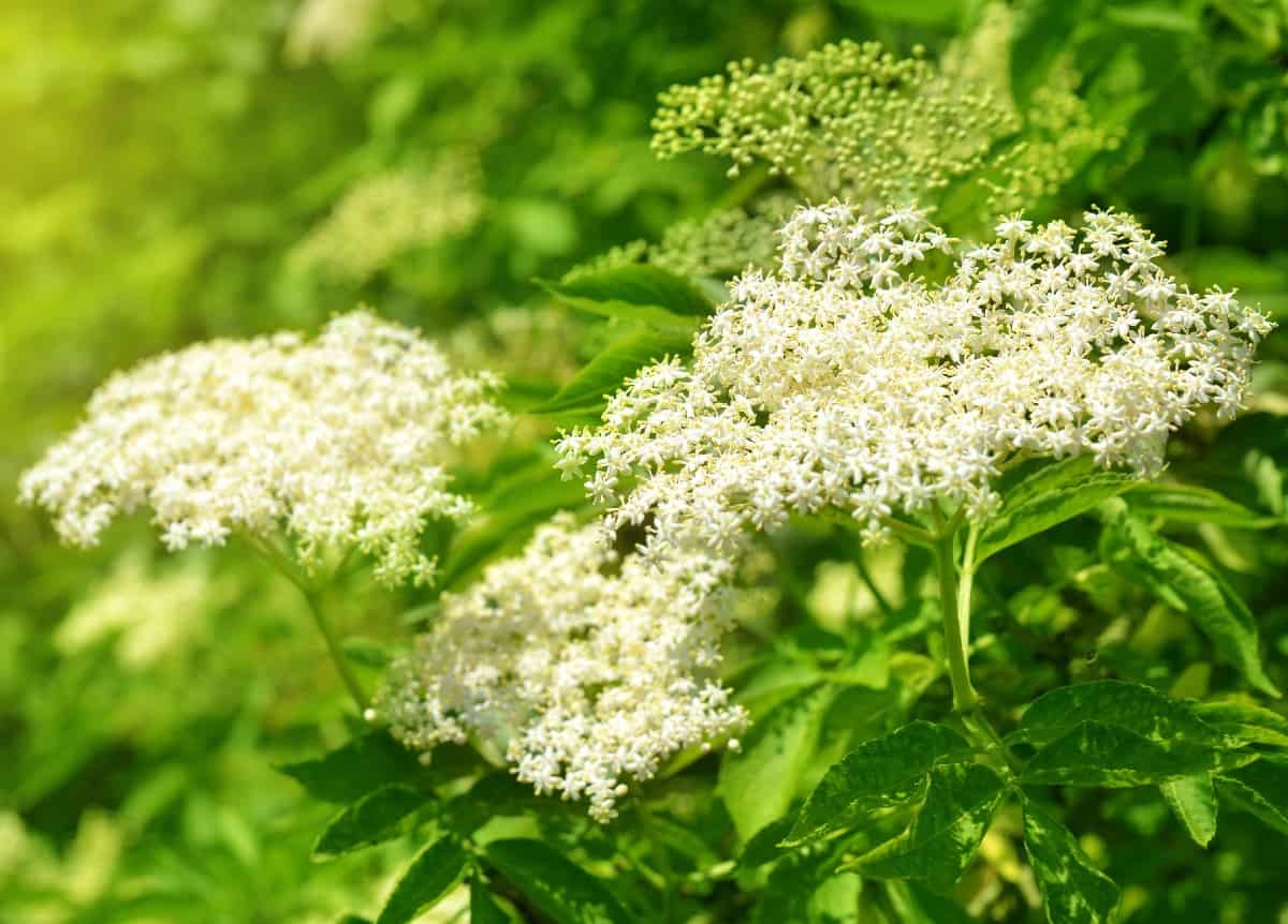 Elderberry is best known for its berries that can be used in jams and syrups.