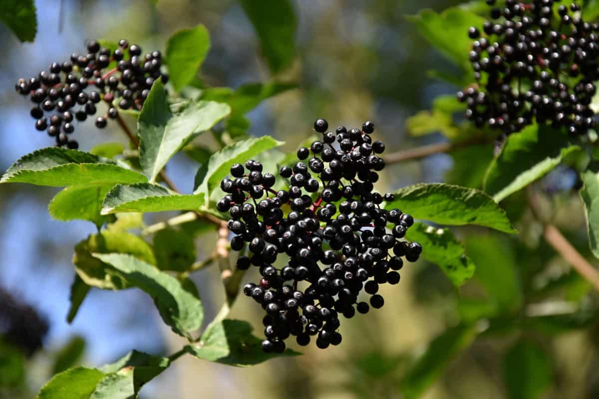 Elderberry has proven health benefits against the flu.