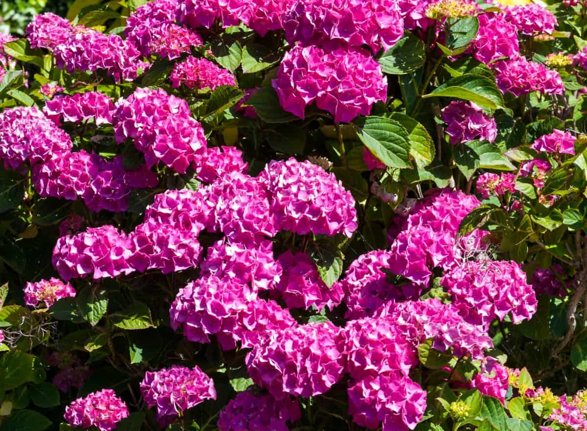 Endless summer hydrangeas are re-bloomers.