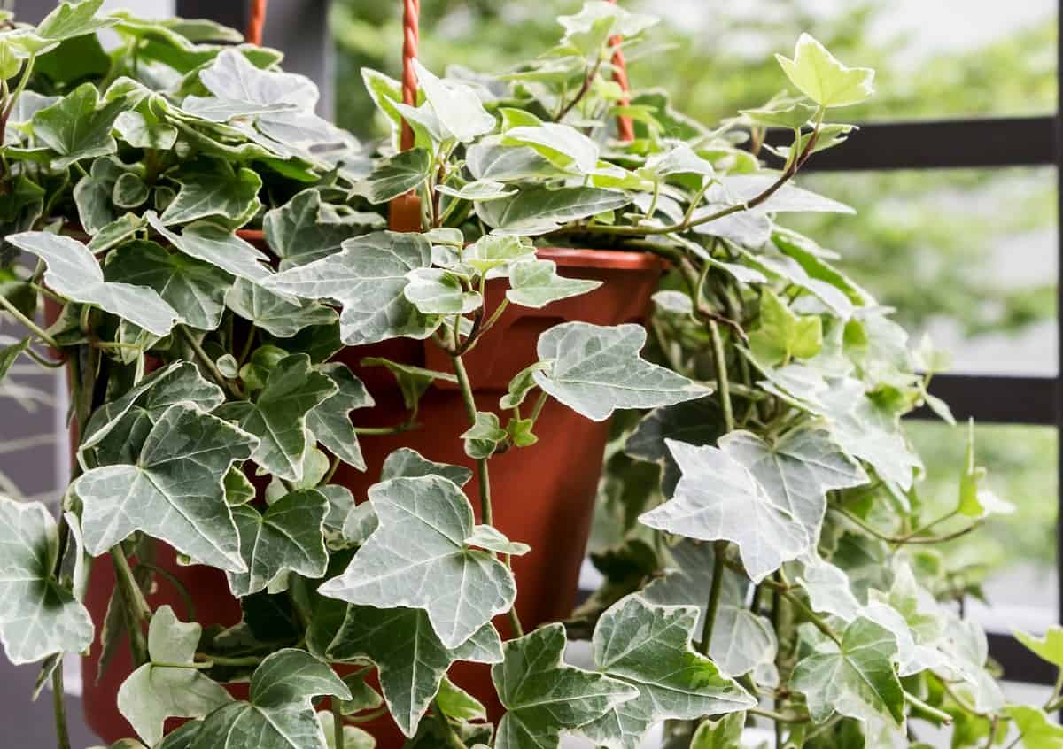 English ivy is an aggressive grower.