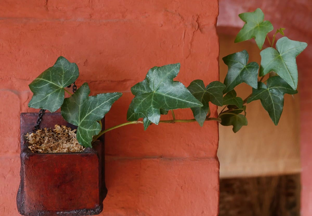 English ivy needs little care or attention and still thrives.