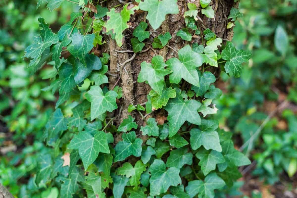 English ivy is helpful against soil erosion but it takes over quickly.