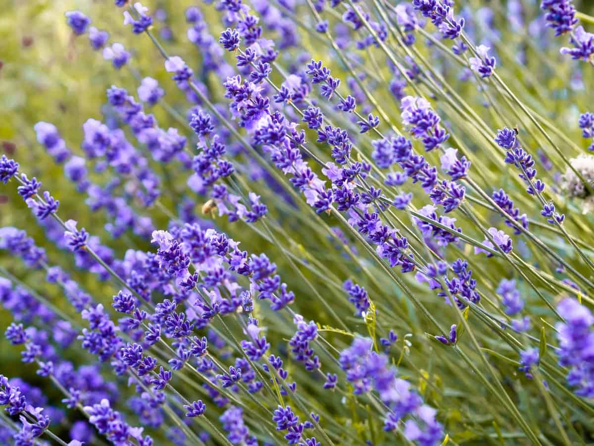 English lavender is a very low maintenance plant.