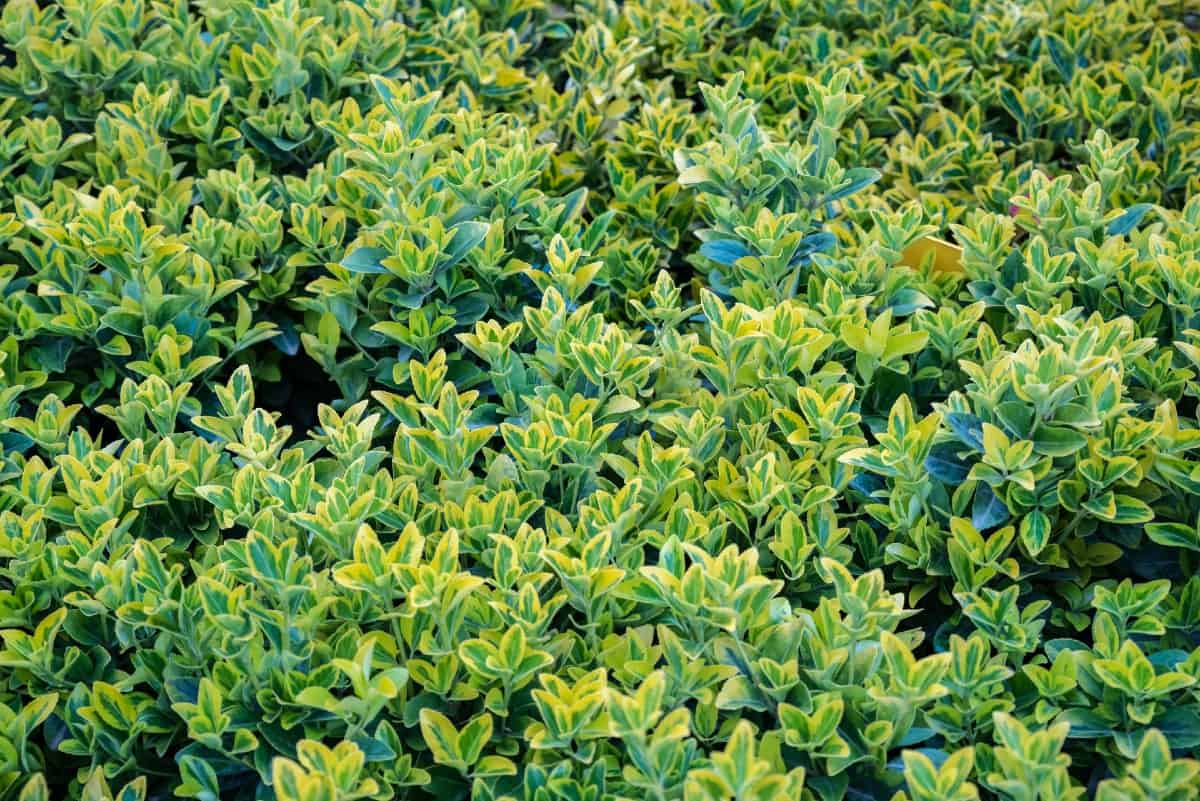 Emerald 'n gold euonymus has bright variegated foliage.