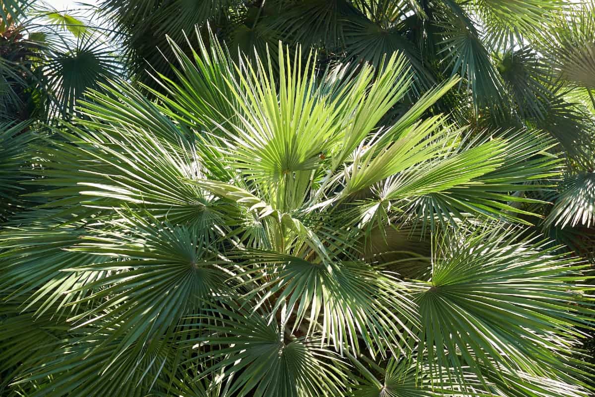 The European fan palm can handle cold temps and only grows to about five feet tall.