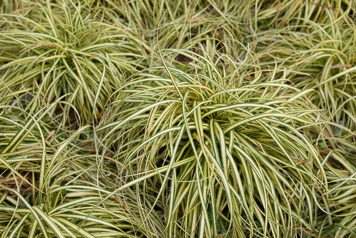 Evergold sedge grows in attractive low mounds.