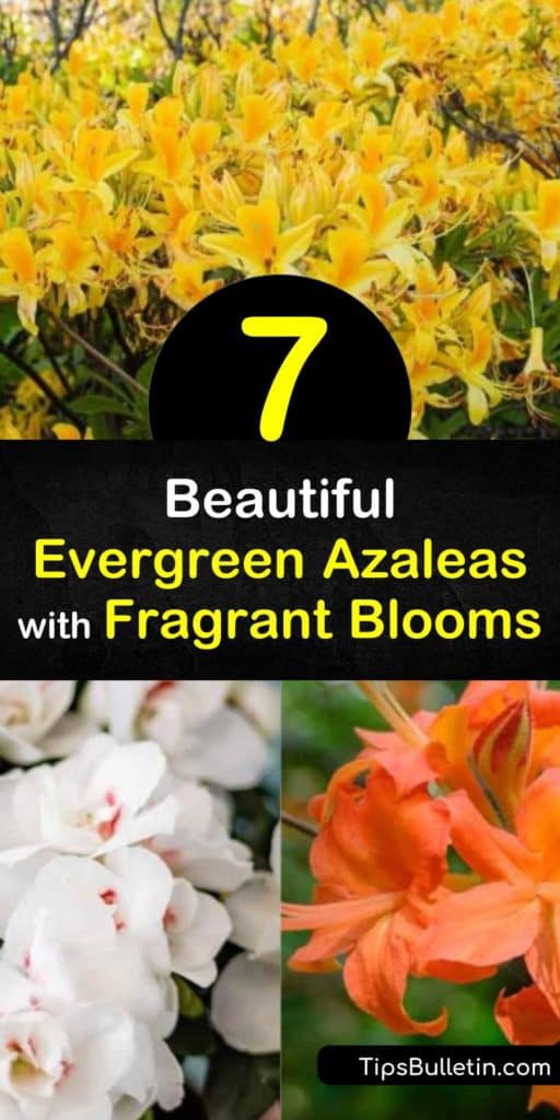 Discover evergreen azaleas that add fragrance to a yard. Try sweet azalea for white flowers with red stamens, Western azalea for pink flowers, or bi-colored Exbury azalea for late spring color. Plant deciduous azaleas in acidic soil and full or partial sun. #azaleas #fragrantazaleas #scentgarden