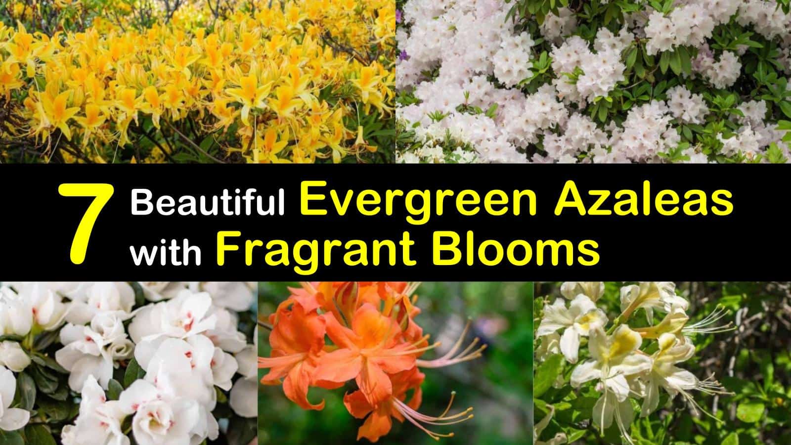 7 Beautiful Evergreen Azaleas With Fragrant Blooms