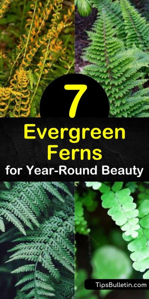 Incorporate an autumn fern, tassel fern, holly fern, or Christmas fern throughout your landscaping to give your home color throughout the harsh winter months. Native ferns stand out when planted among hostas and provide texture and greenery to your beds. #evergreen #ferns #evergreenferns
