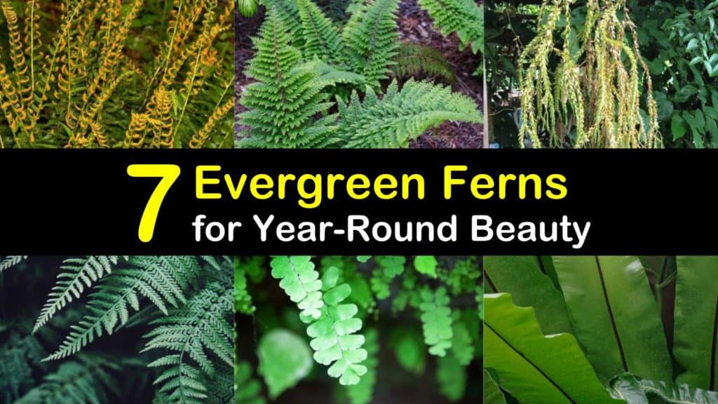 Evergreen Ferns titleimg1
