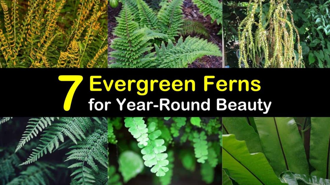 7 Evergreen Ferns for YearRound Beauty
