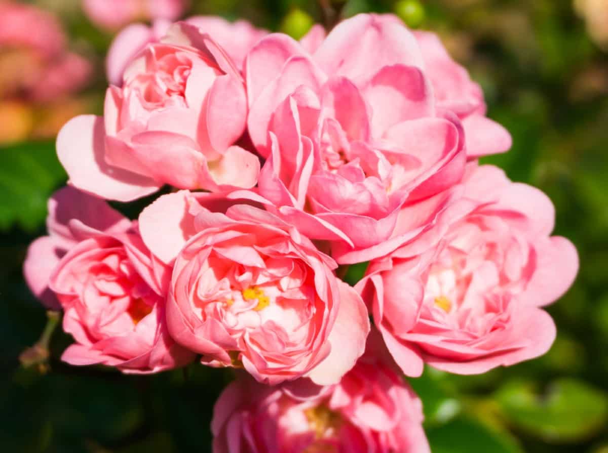 The fairy rose is a favorite of many.