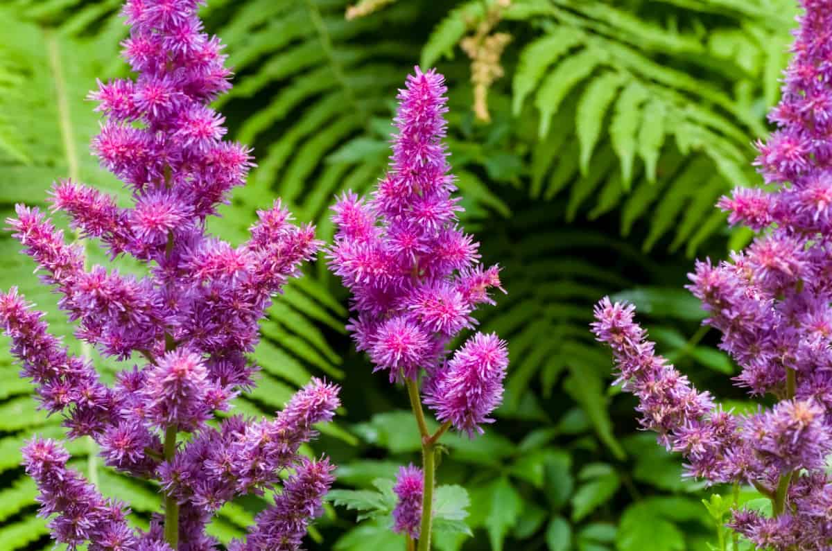 False goat's beard has feathery, fluffy blooms that do best in shaded locations.