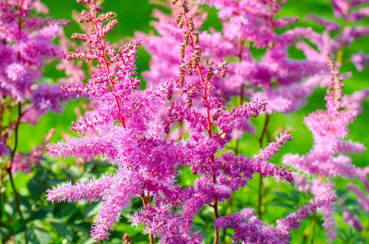 False goat's beard is a ground cover perennial with tall flower stalks.