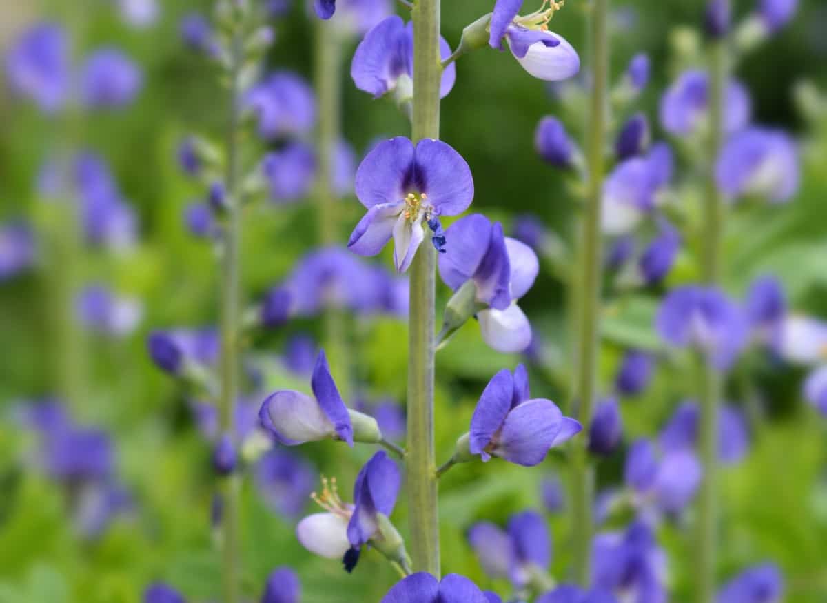 False indigo presents a shrubby appearance when in full bloom.