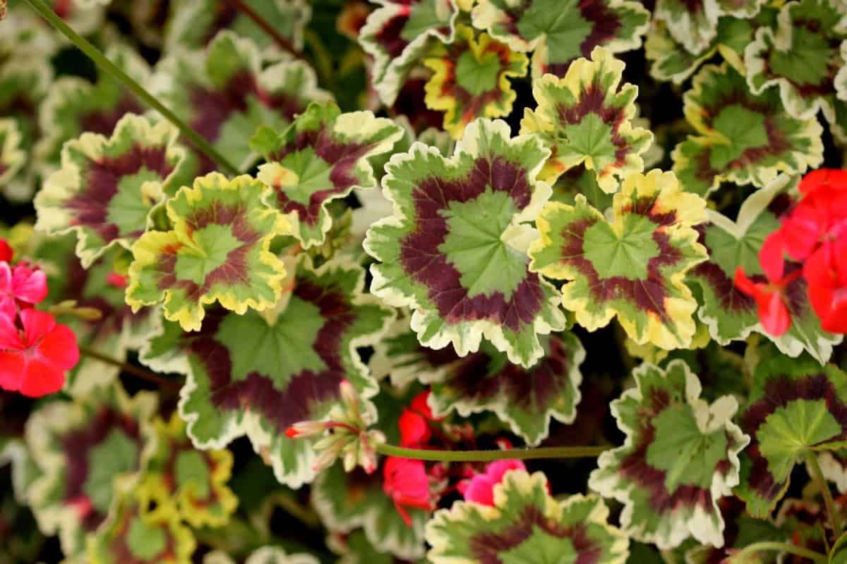 The fancy leaf geranium has attractive leaves and flowers.