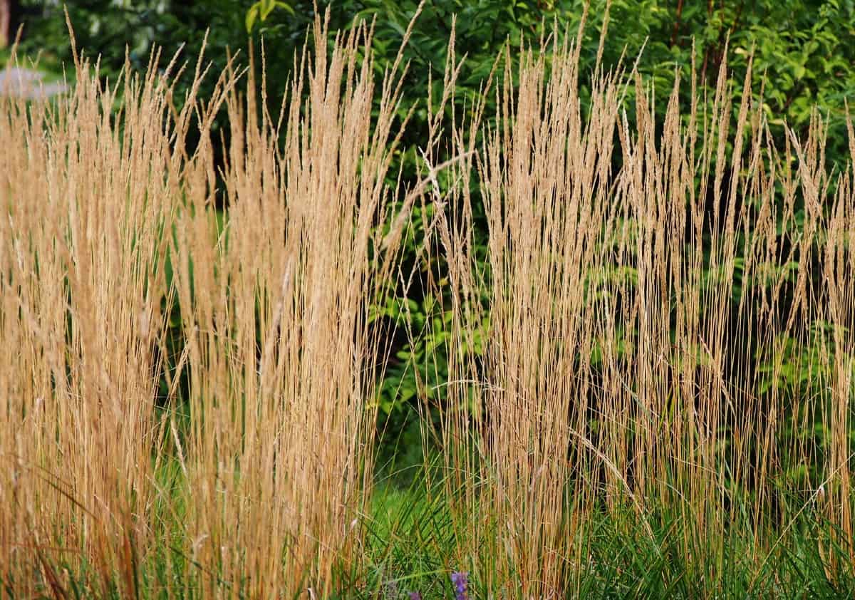 Feather reed grass is semi-evergreen.