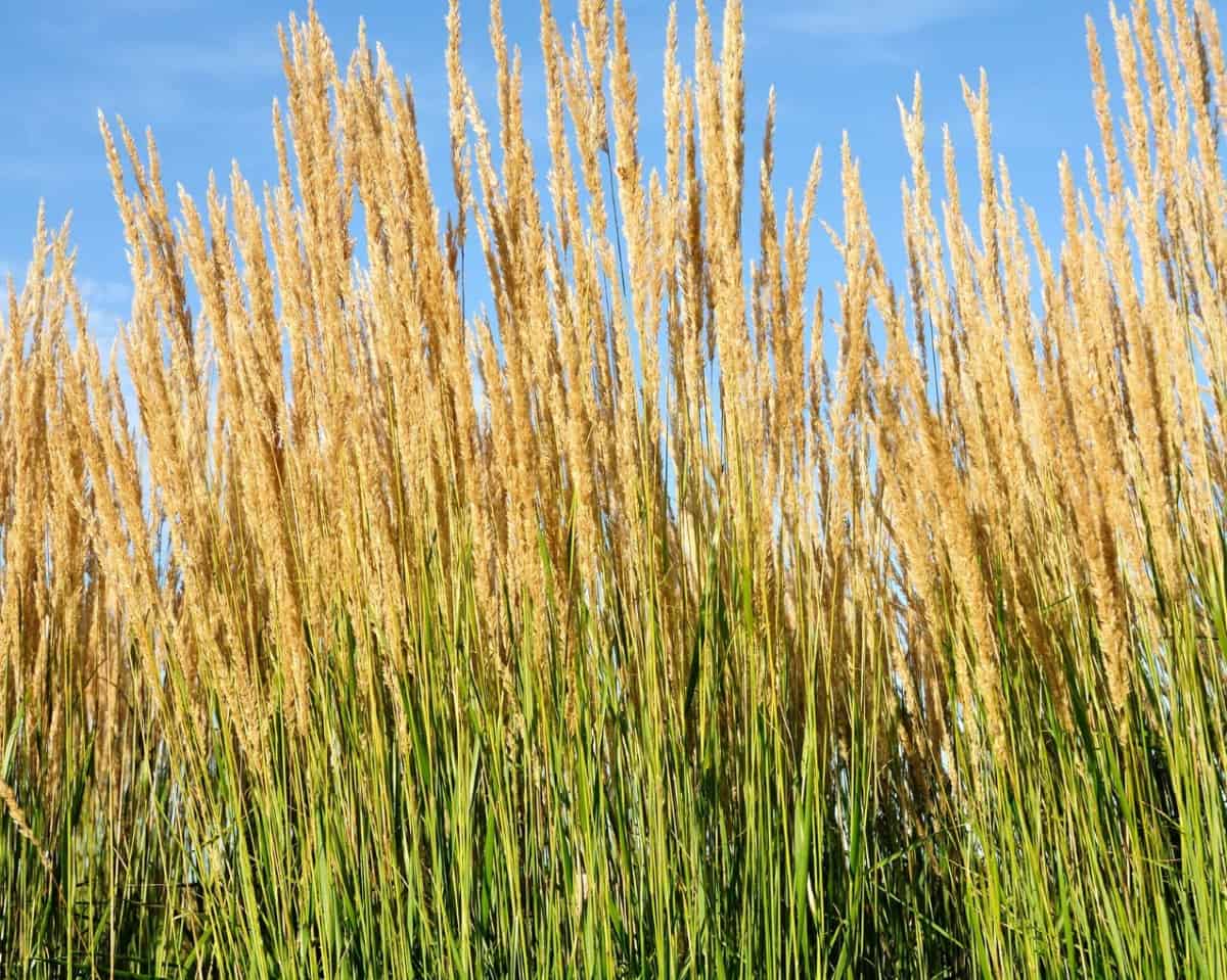 Feather reed grass displays a striking vertical habit year-round.