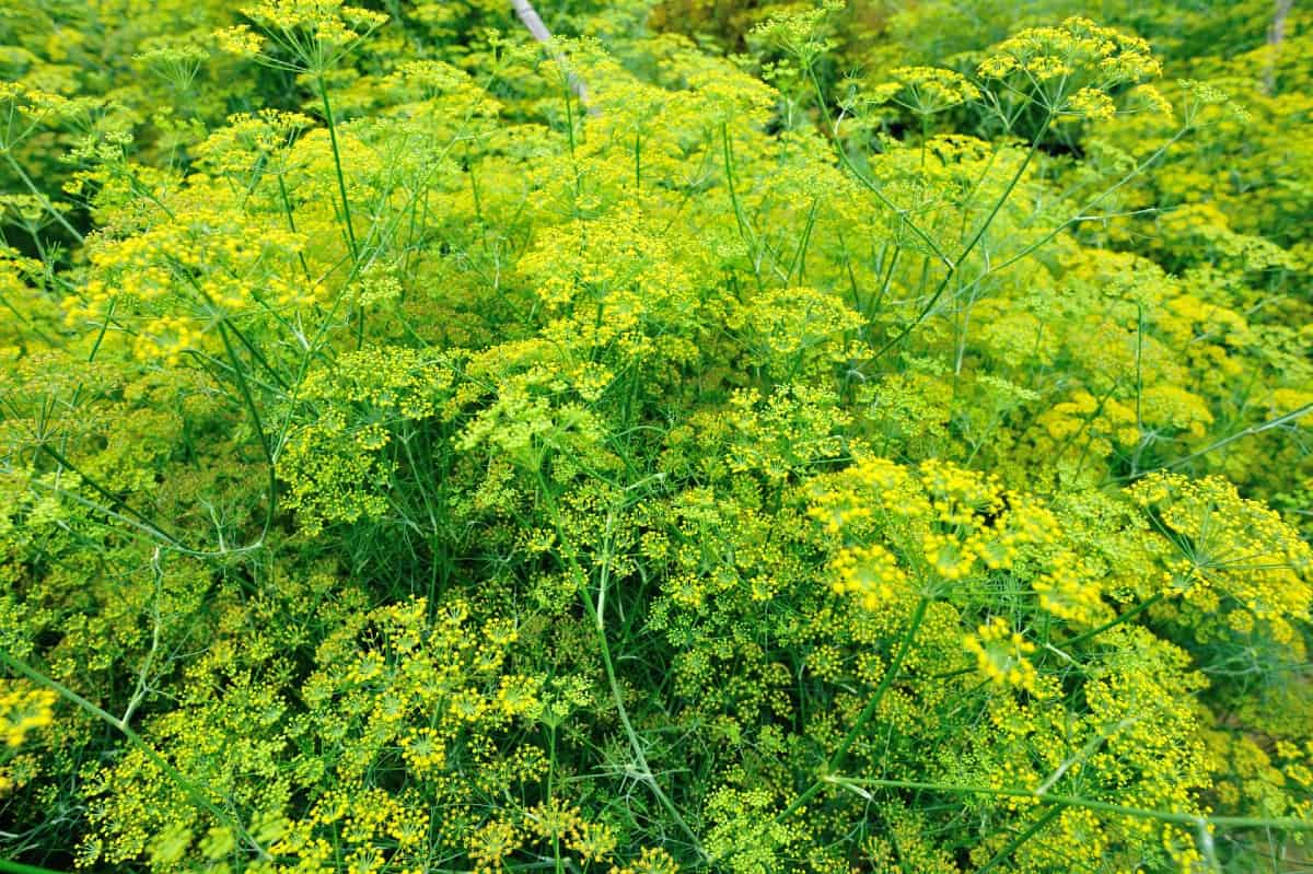 Fennel is ideal for repelling aphids.