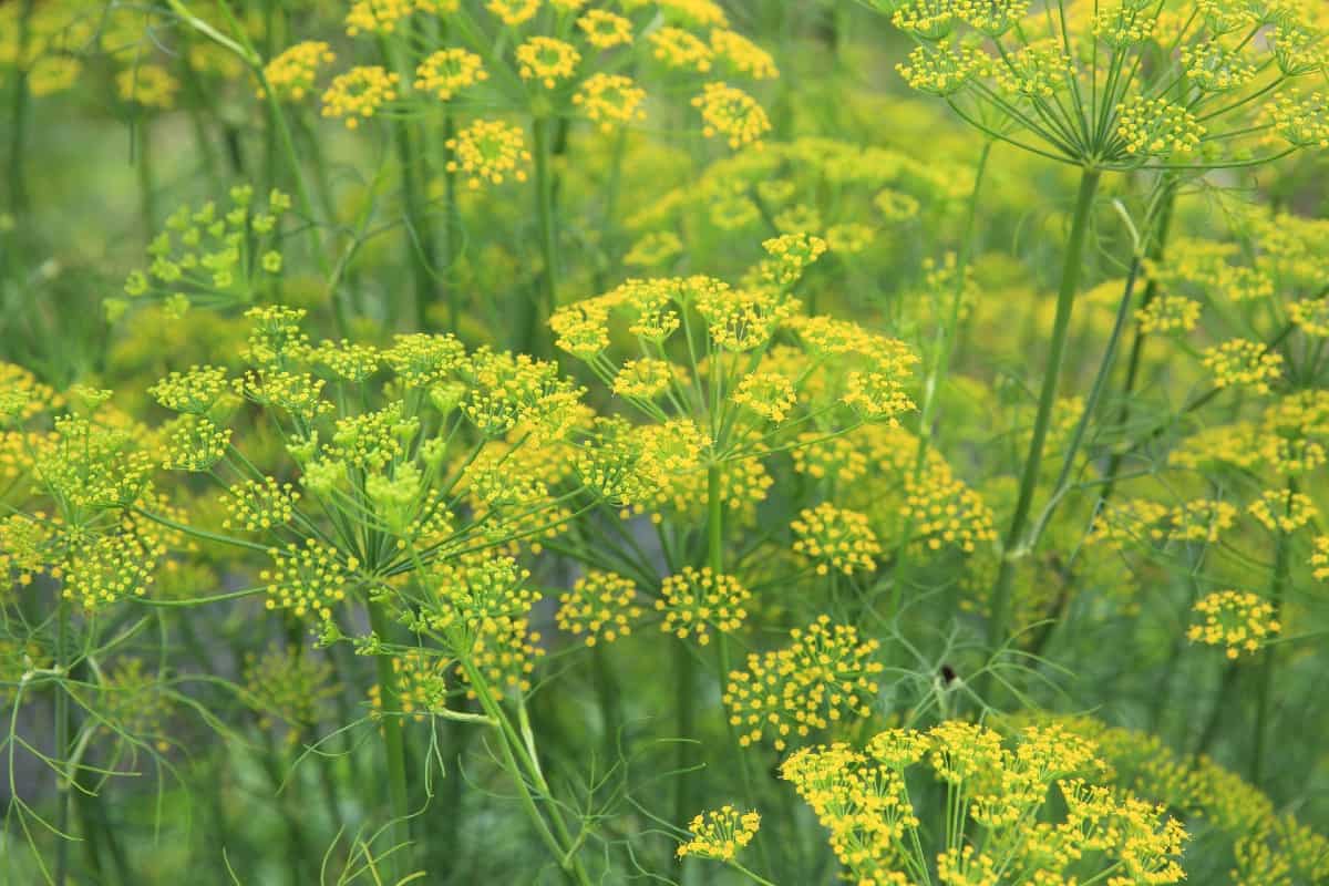 Fennel is beneficial for both insects and people.