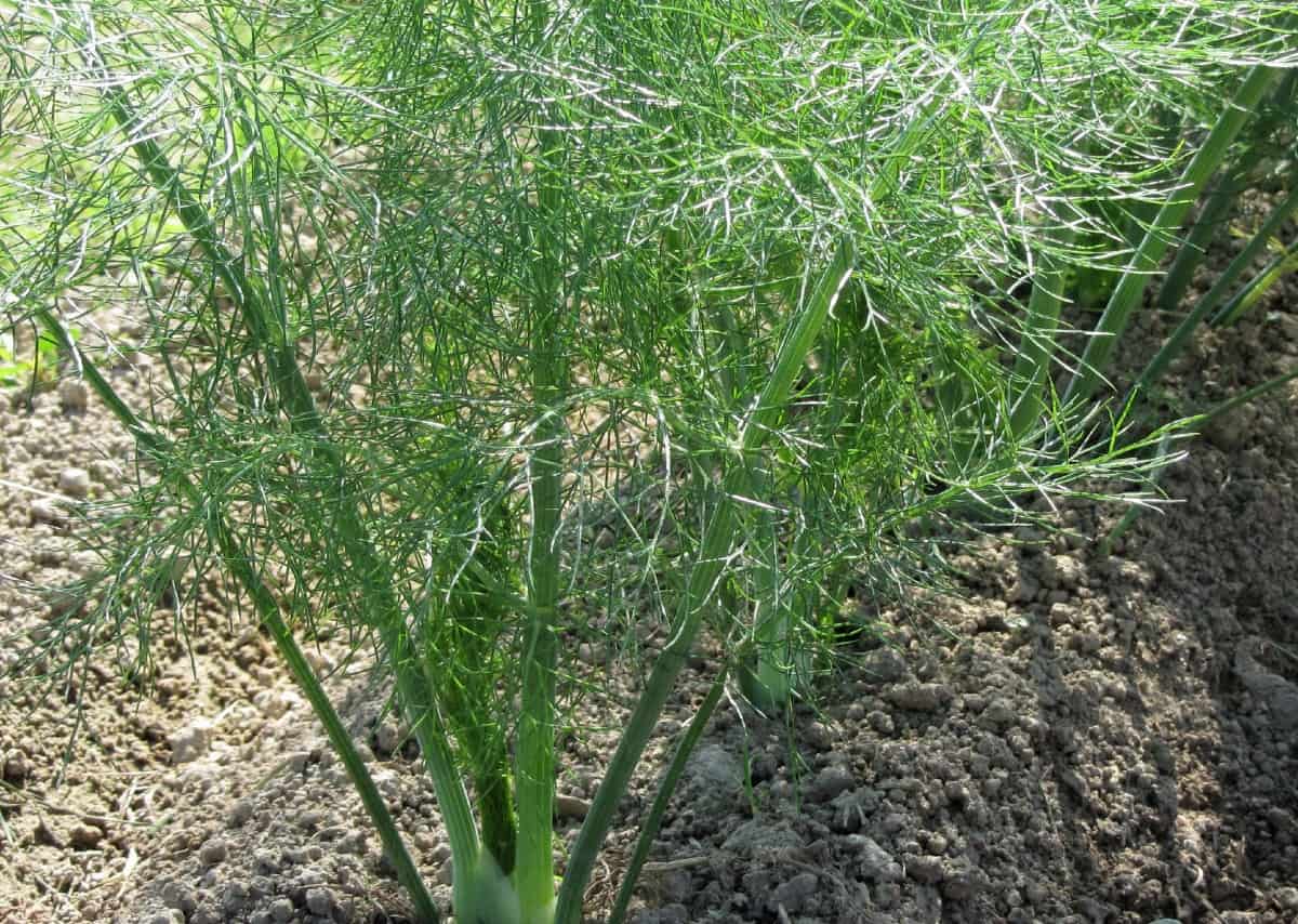 Grow fennel for the leaves, seeds, and bulbs.