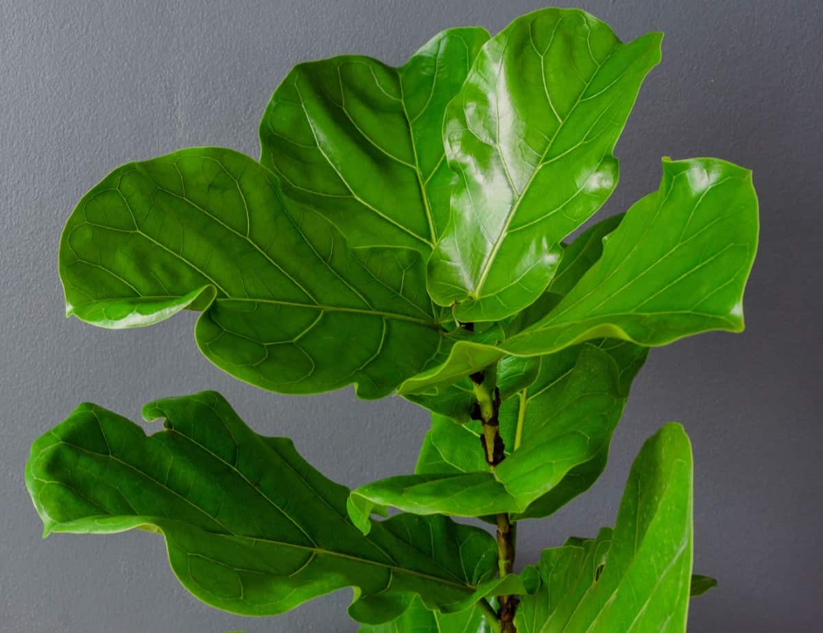 The fiddle leaf fig is a tall tropical plant that is at home in the bath.