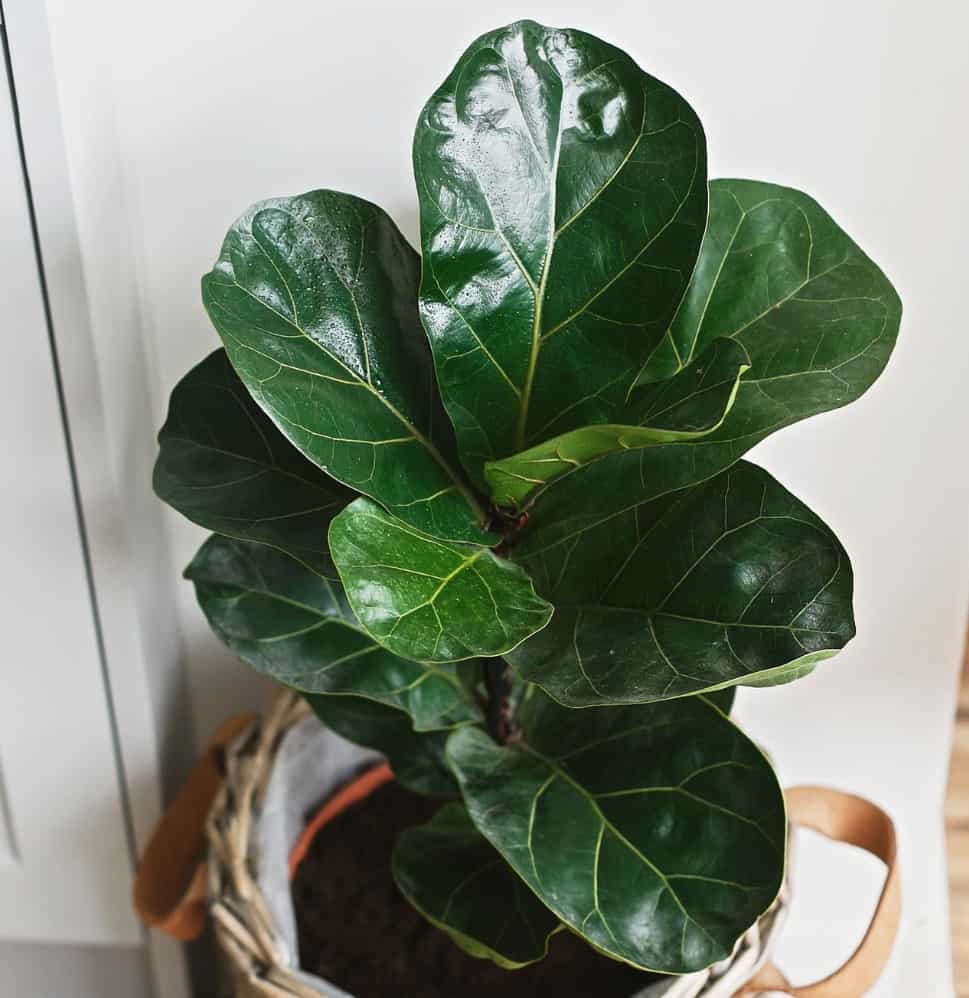 The fiddle leaf fig has large leaves.