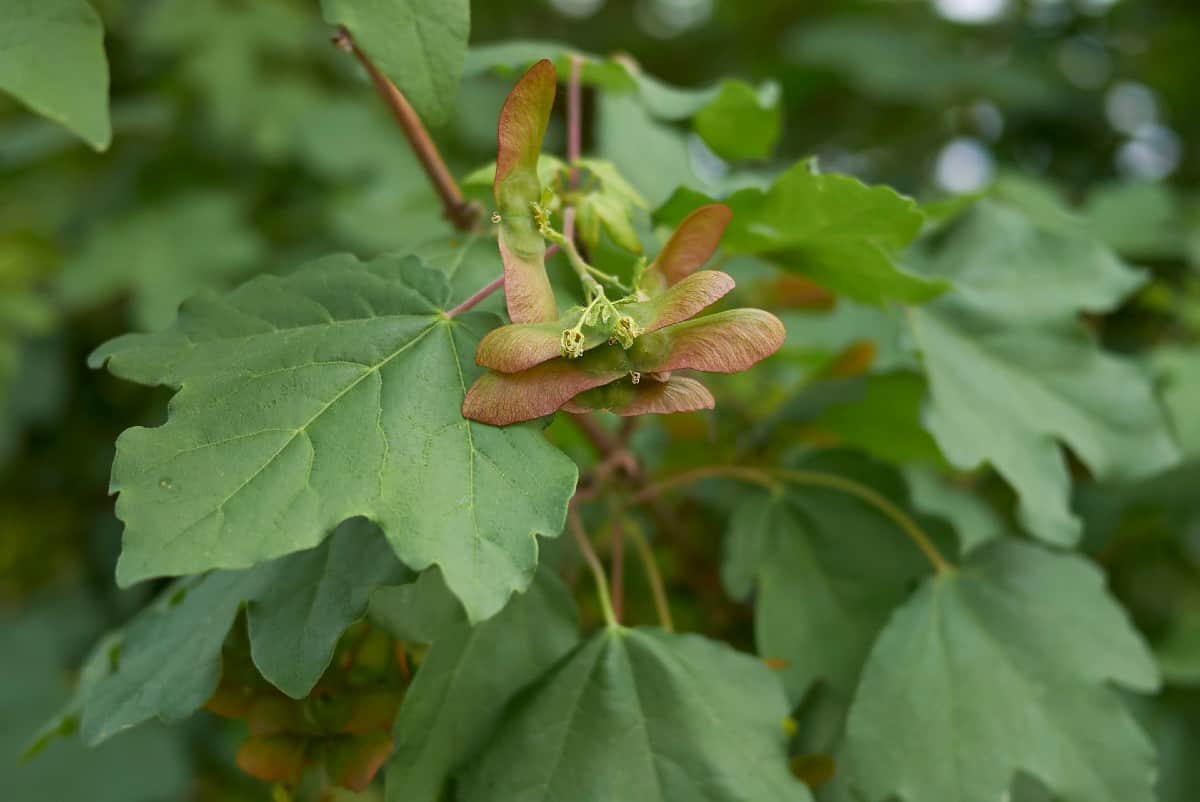 The field maple is a fast-grower that adapts to all soil types.