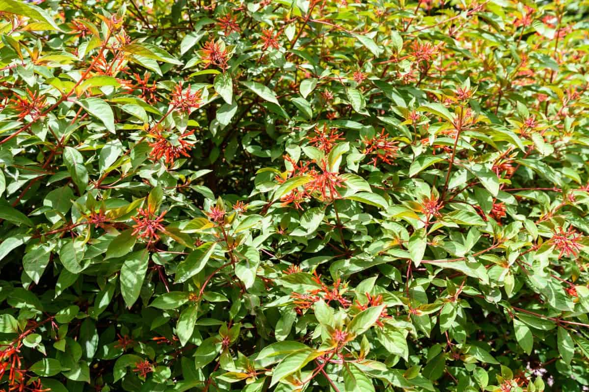 The firebush has attractive tubular flowers that are popular with pollinators.