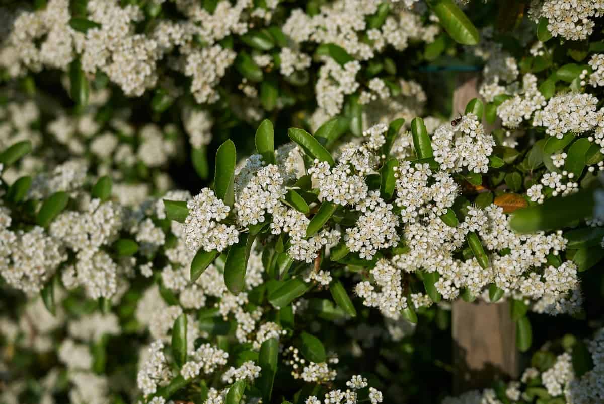 Firethorn is a tall and wide shrub so plan accordingly when you plant one.