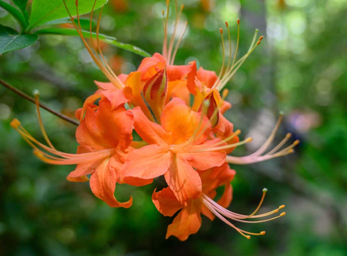 Flame azaleas often smell like honeysuckle.