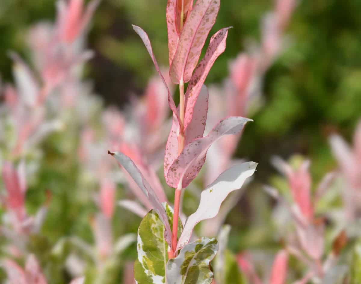 The flamingo willow has pretty, variegated leaves.