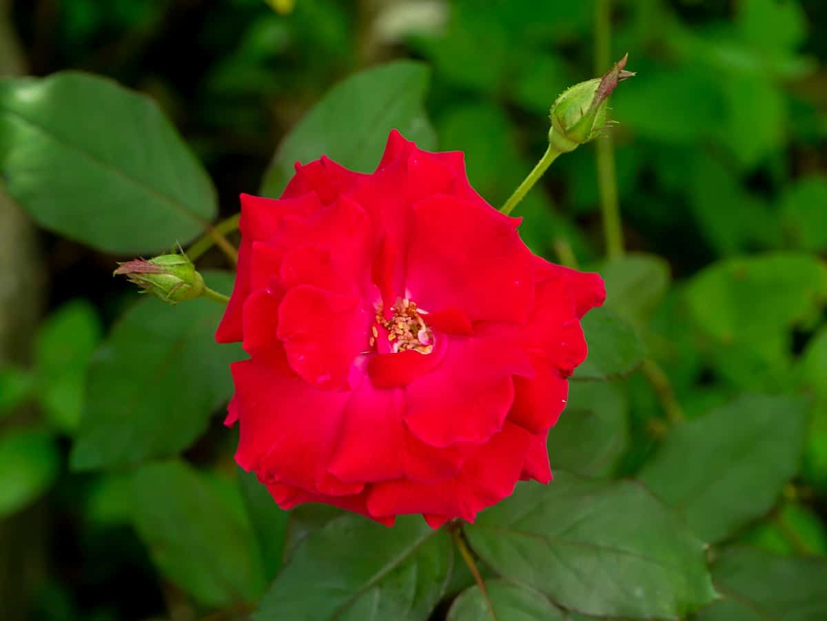 The floribunda rose is shade tolerant with prolific blooms.