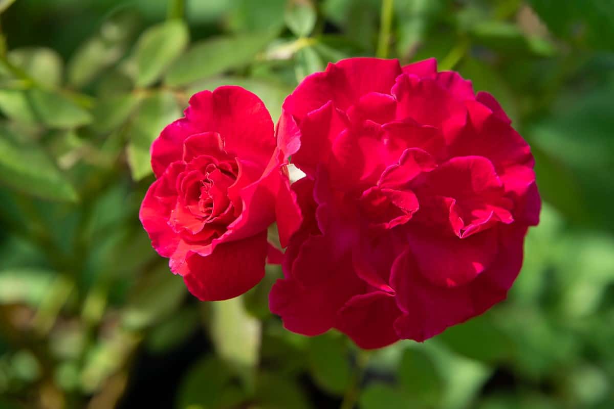The floribunda rose gets its name from the Latin "many flowers."