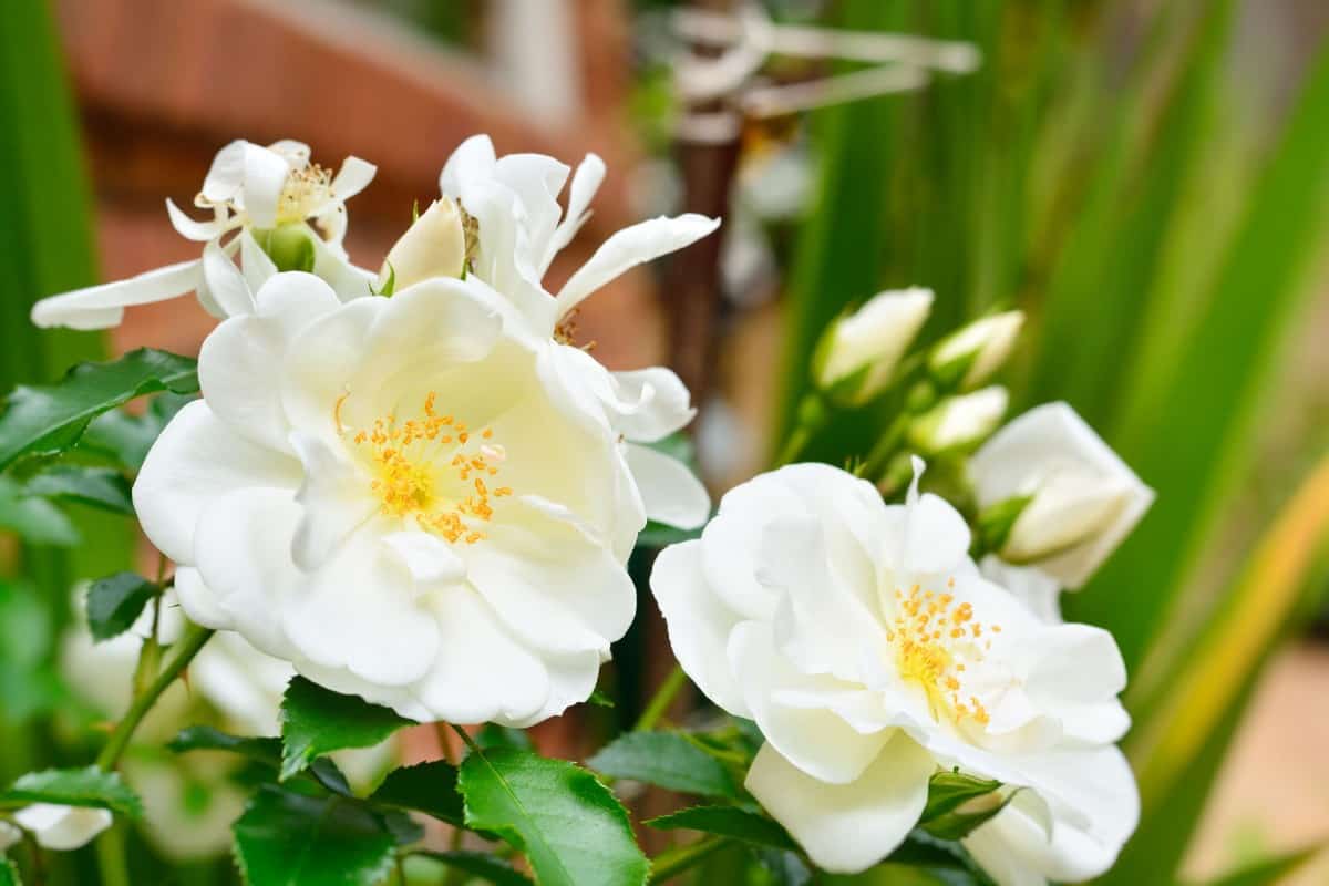 The flower carpet rose is salt and wind tolerant.