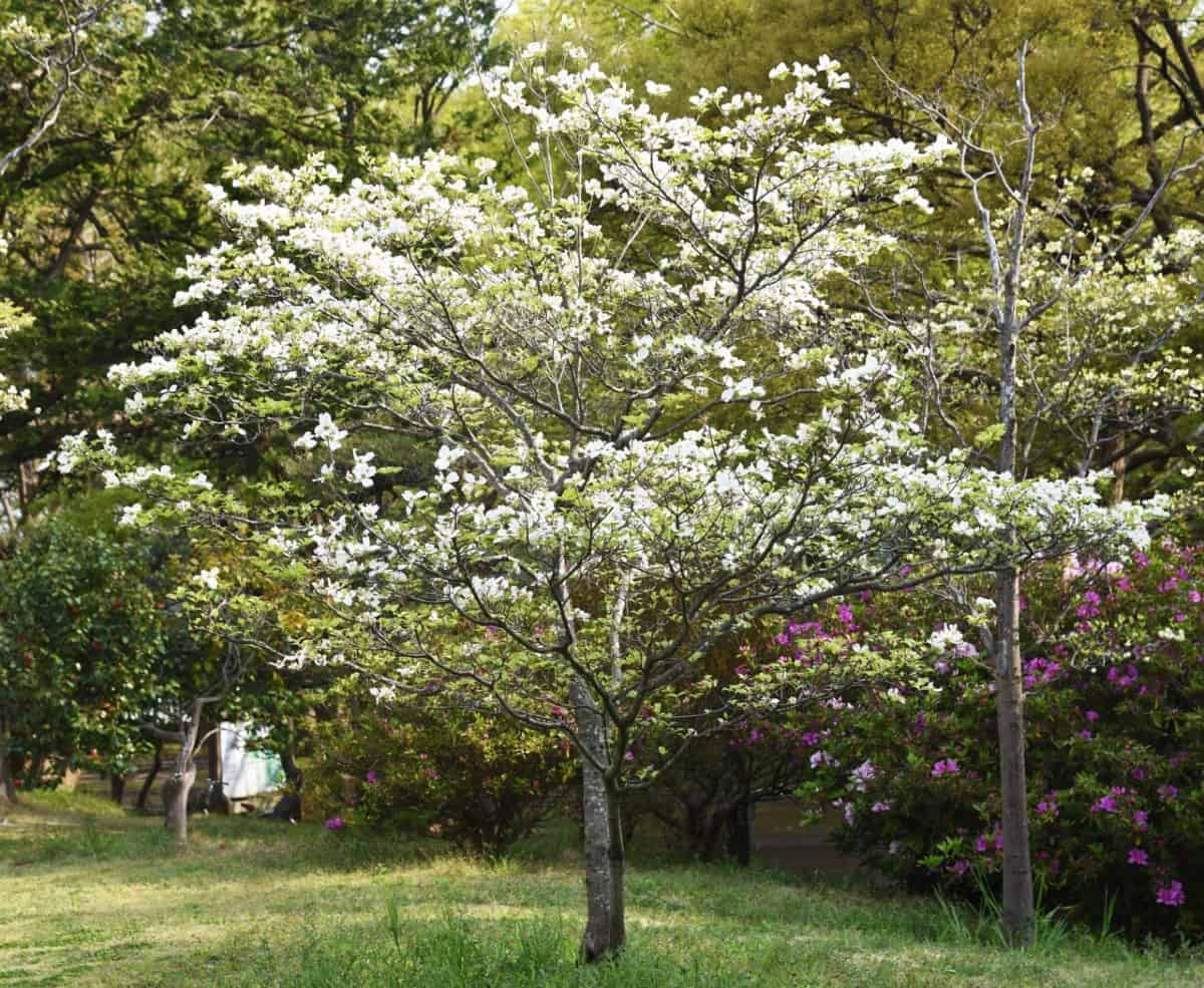 Flowering dogwood has beautiful spring flowers.