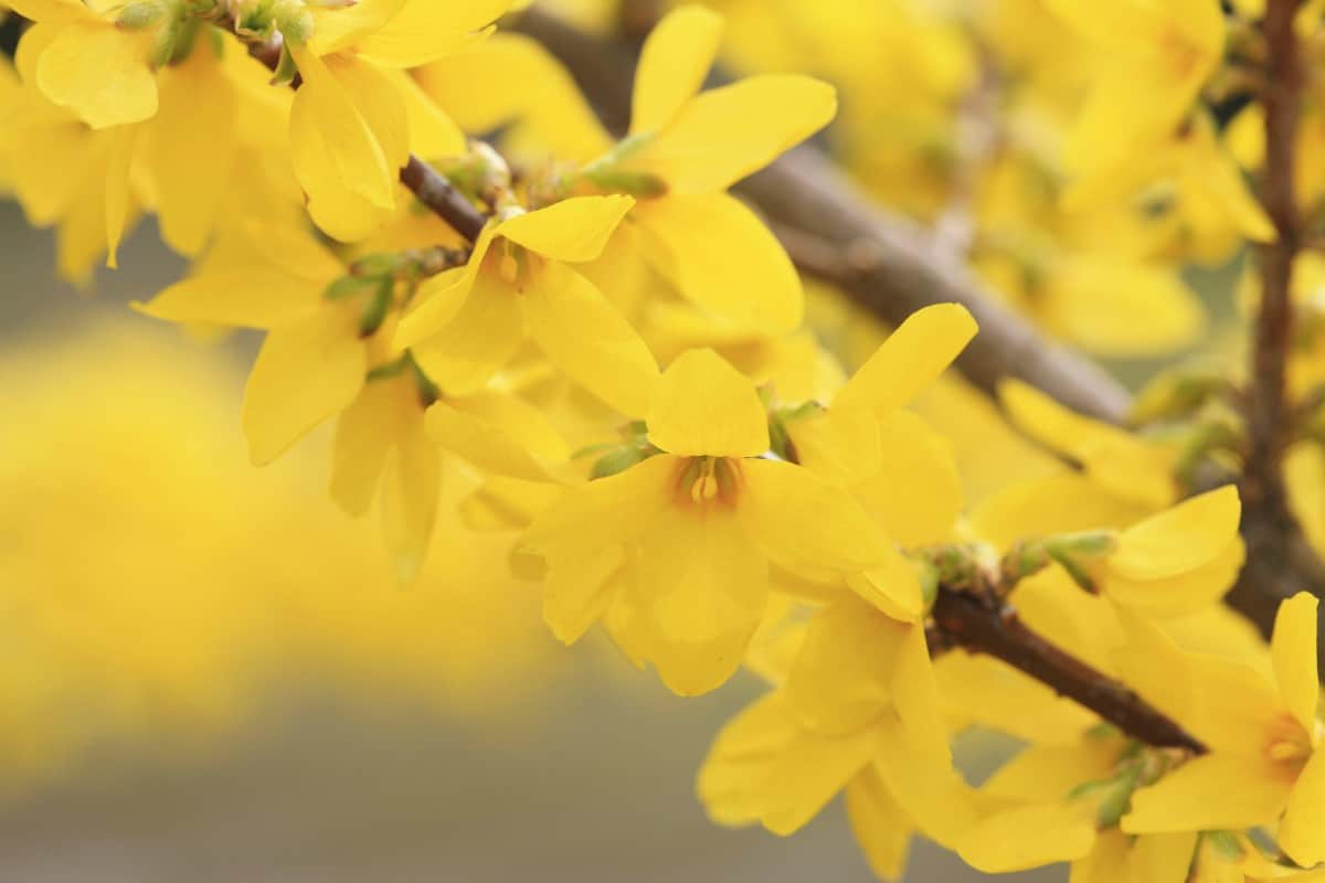Forsythias are one of the earliest blooming shrubs in the spring.