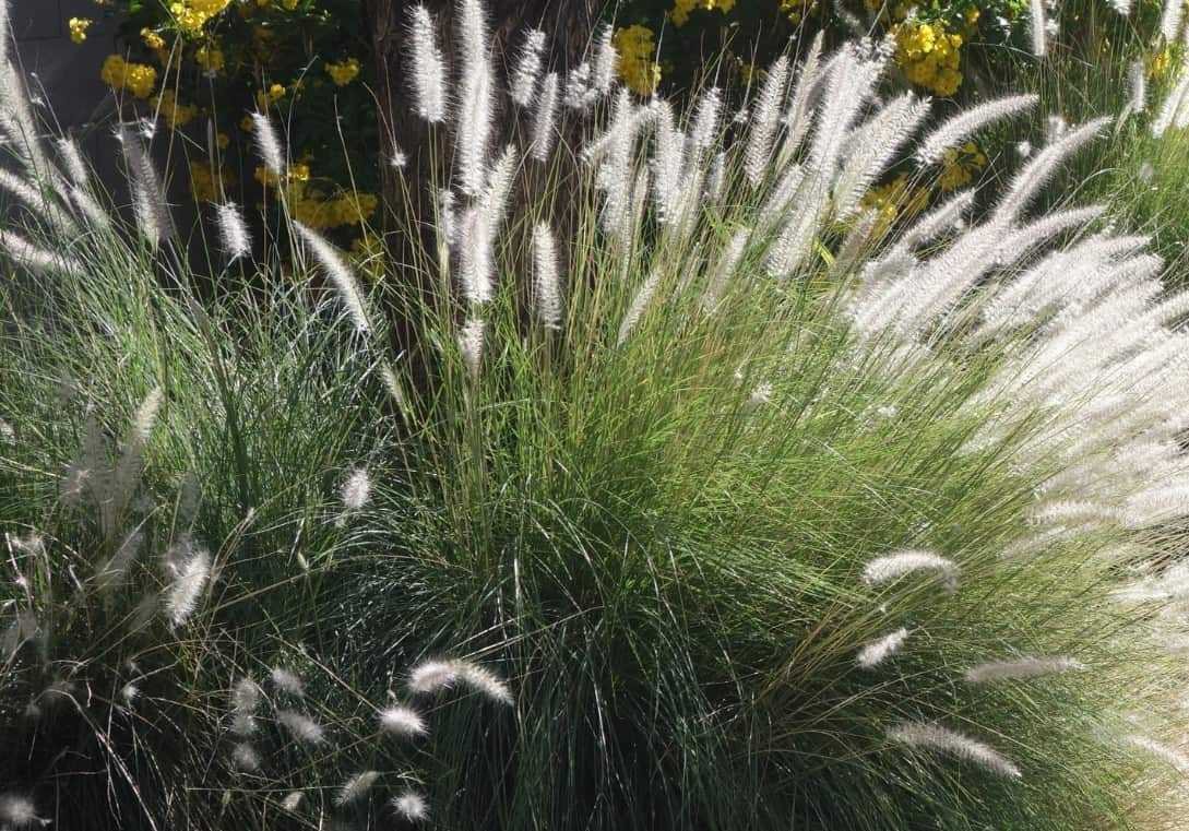 Fountain grass is an ornamental that grows better in warmer climates.