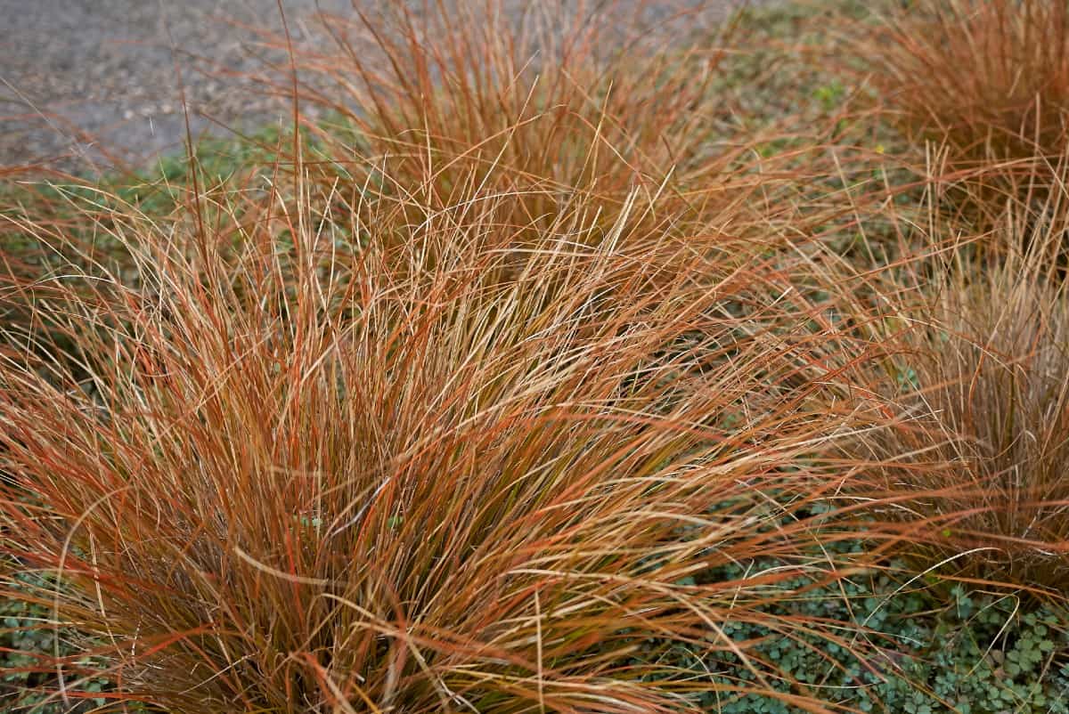 Fox red curly sedge is a colorful low growing shrub.