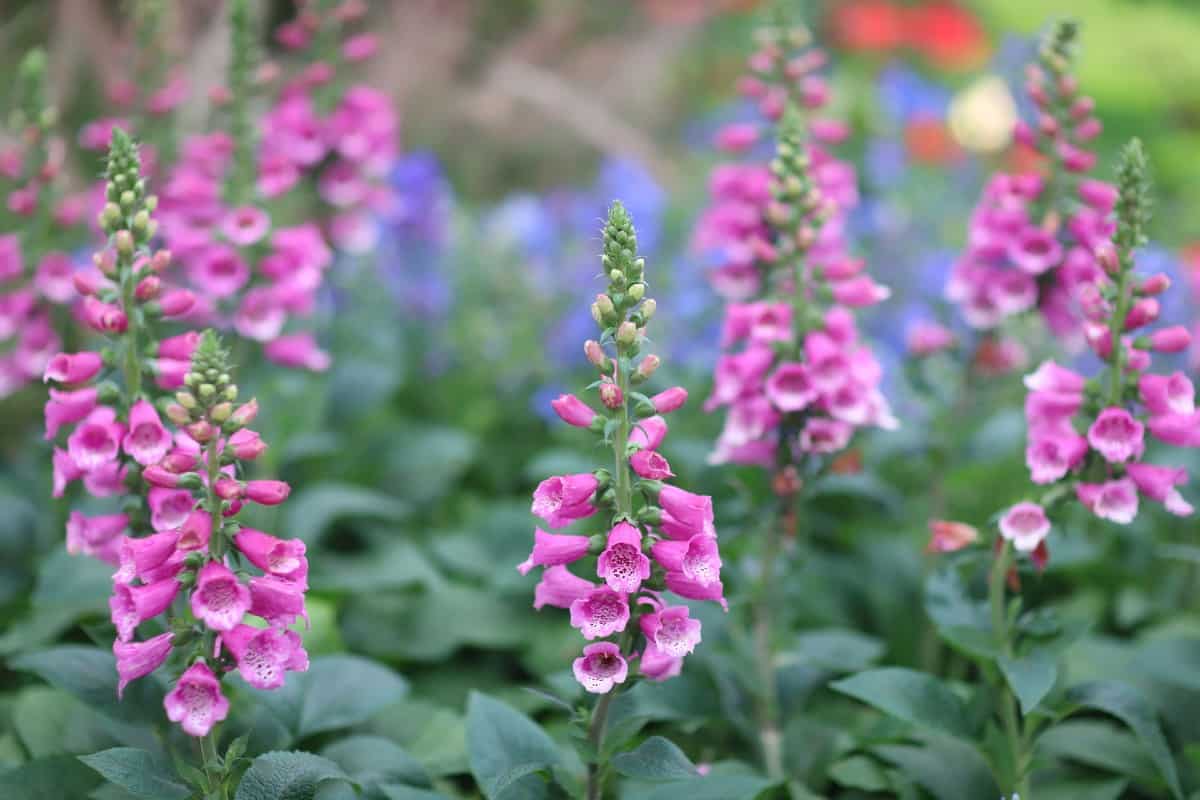 The foxglove easily attracts pollinators.