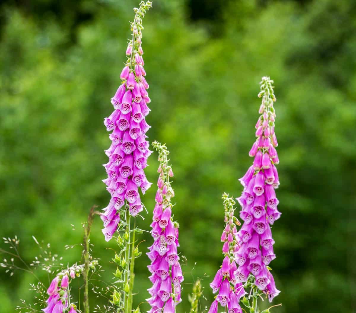 Foxglove is dangerous for pets and humans.
