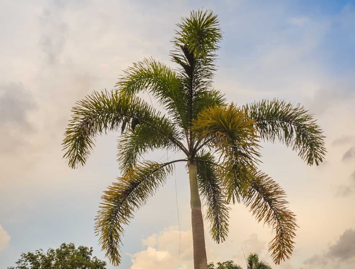 Foxtail palms are fast growers.